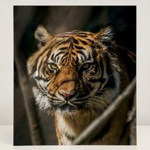 Load image into Gallery viewer, 6 Piece Bundle
